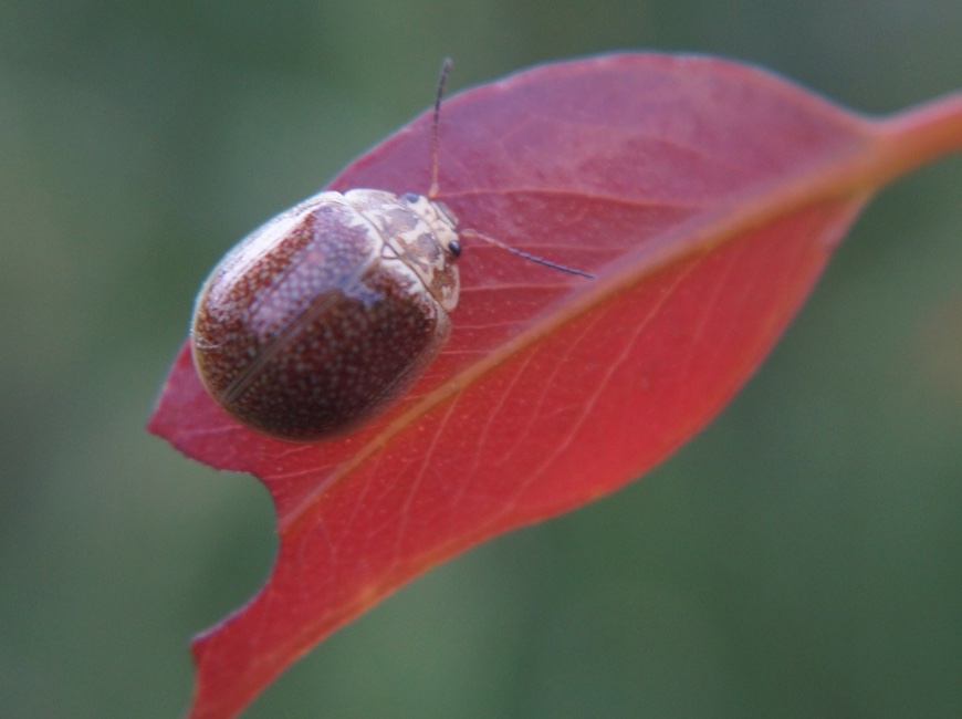 Paropsisterna variicollis beetle