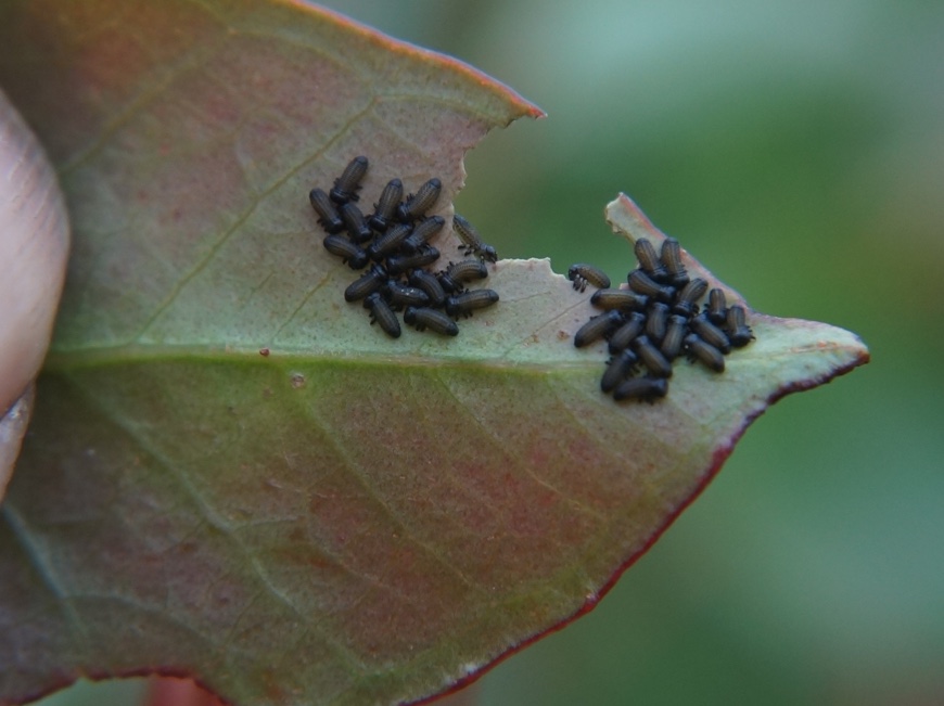 Paropsisterna variicollis larvae