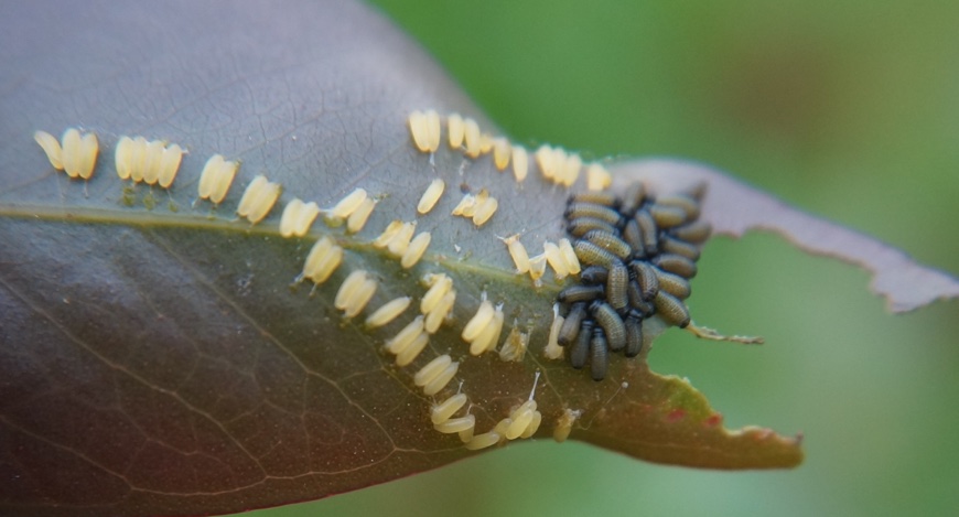 Paropsisterna variicollis larvae and eggs