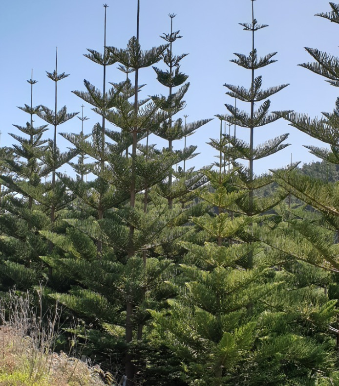 Pine, Description, Conifer, Genus, Species, Uses, Characteristics, & Facts